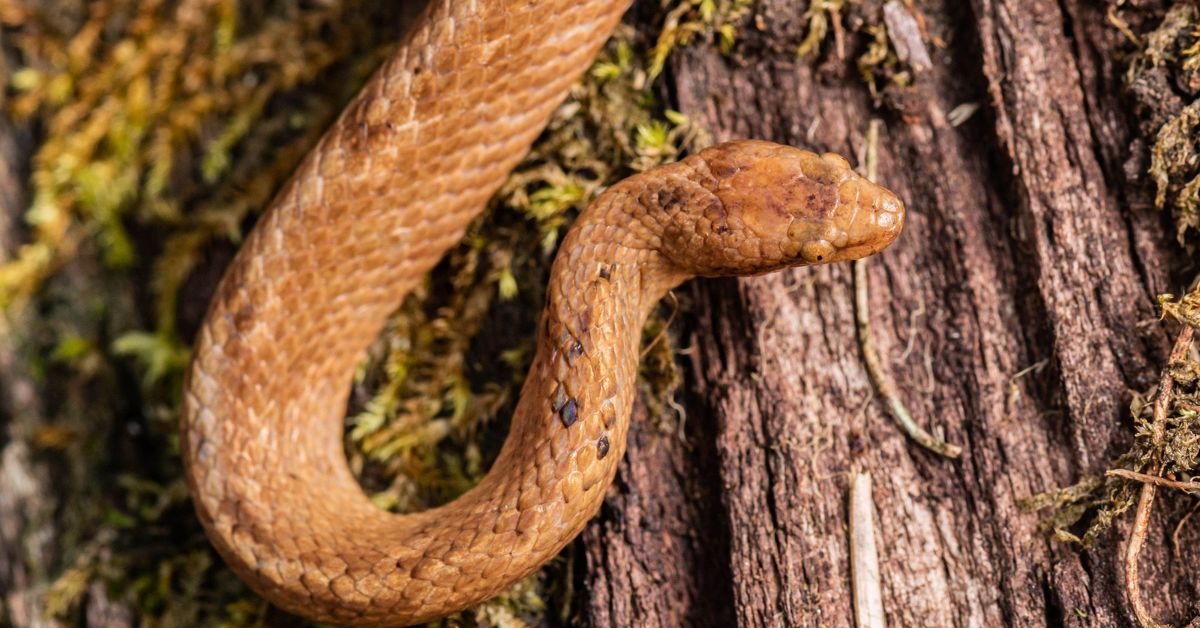 Discovery of a Foot-Long Dwarf Boa in the Ecuadorian Amazon