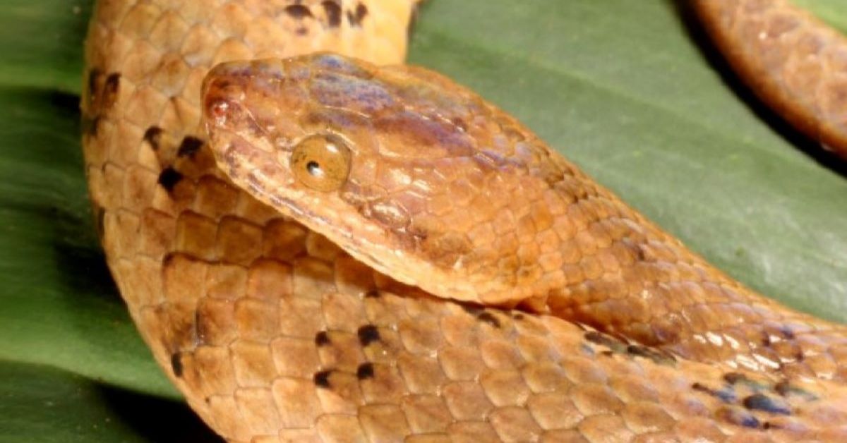 Discovery of a Foot-Long Dwarf Boa in the Ecuadorian Amazon