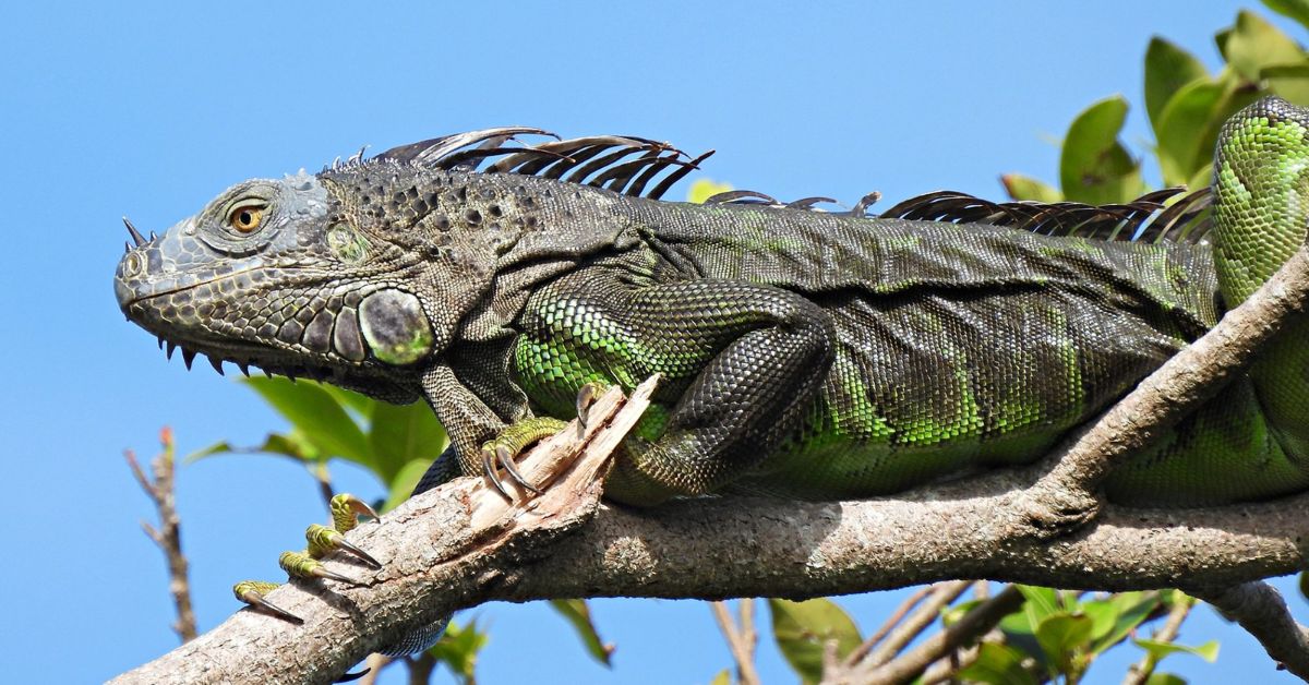 Florida's Cold Has Caused Iguanas to Tumble Off Trees