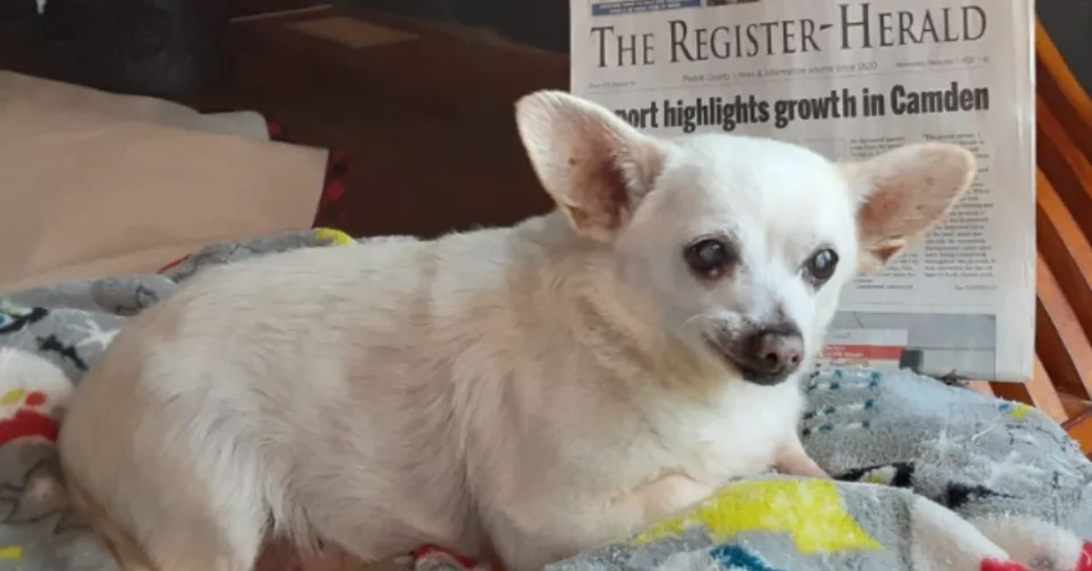 Ohio's Chihuahua Mix is the World's Oldest Living Dog