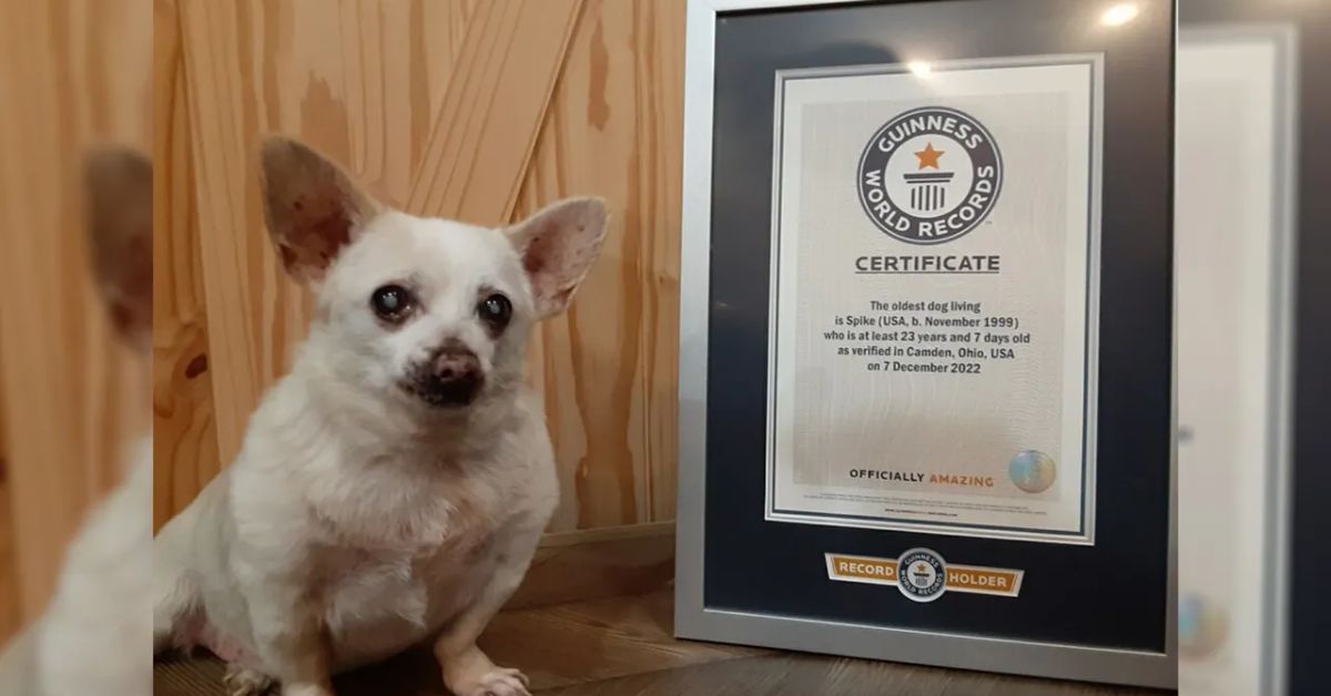 Ohio's Chihuahua Mix is the World's Oldest Living Dog