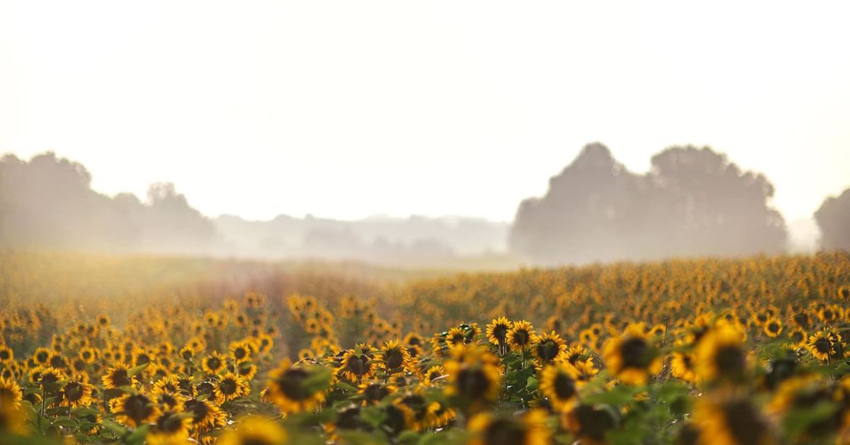 Top 10 Most Beautiful Sunflower Fields Around the Country