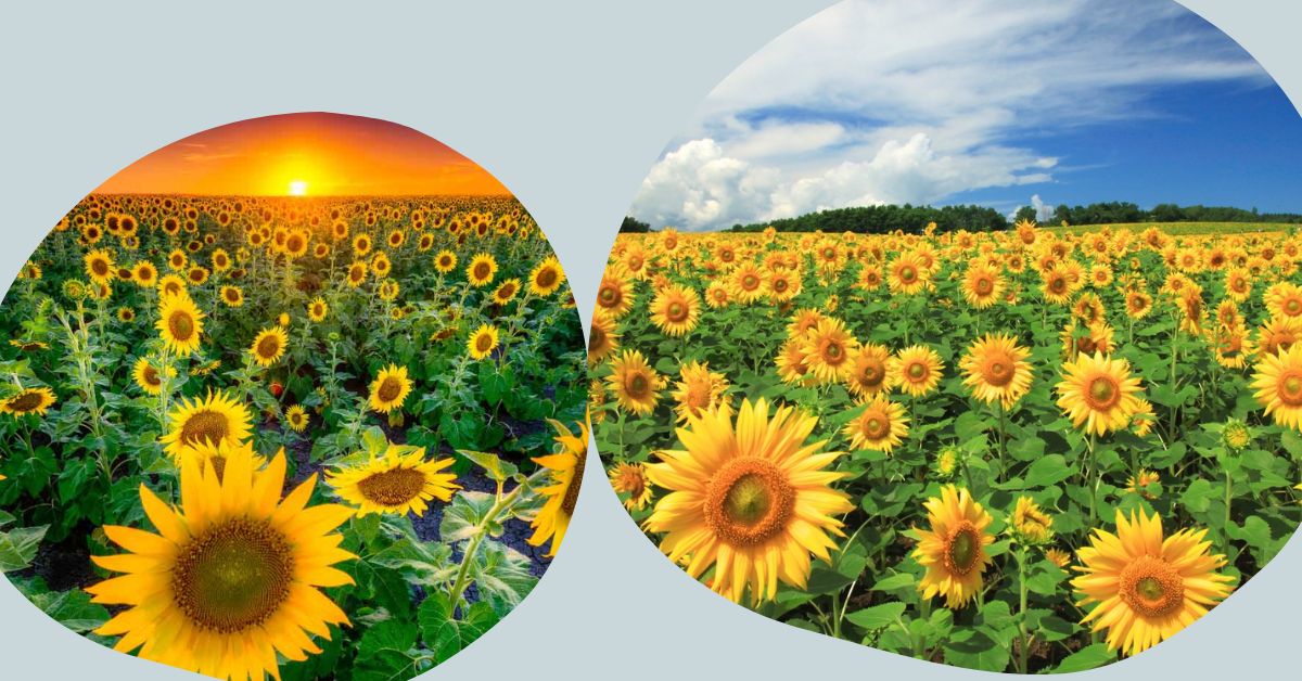 Top 10 Most Beautiful Sunflower Fields Around the Country