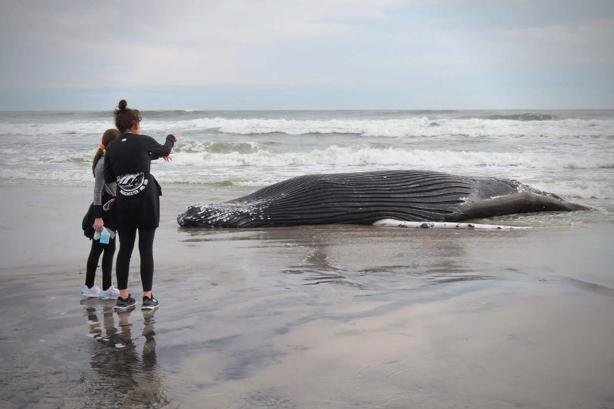 dead whales jersey shore