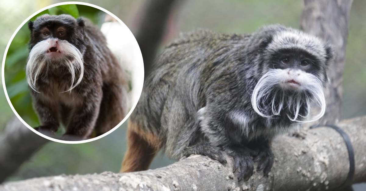 emperor tamarin monkeys dallas zoo