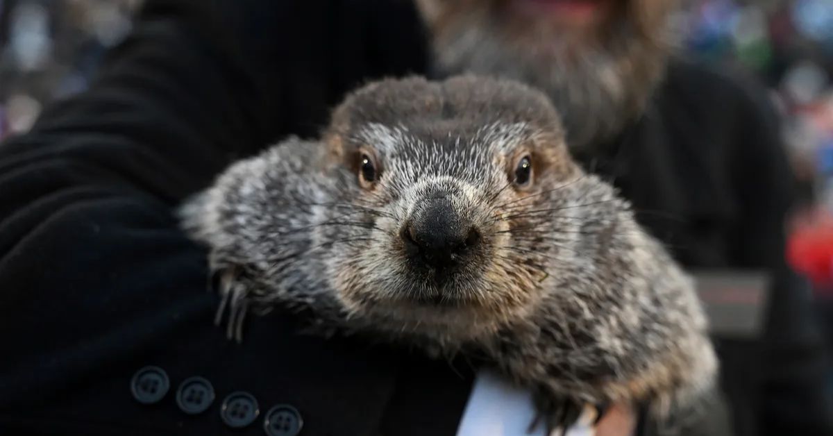 Groundhog Day 2023 Punxsutawney Phil Claims There Will Be Six More