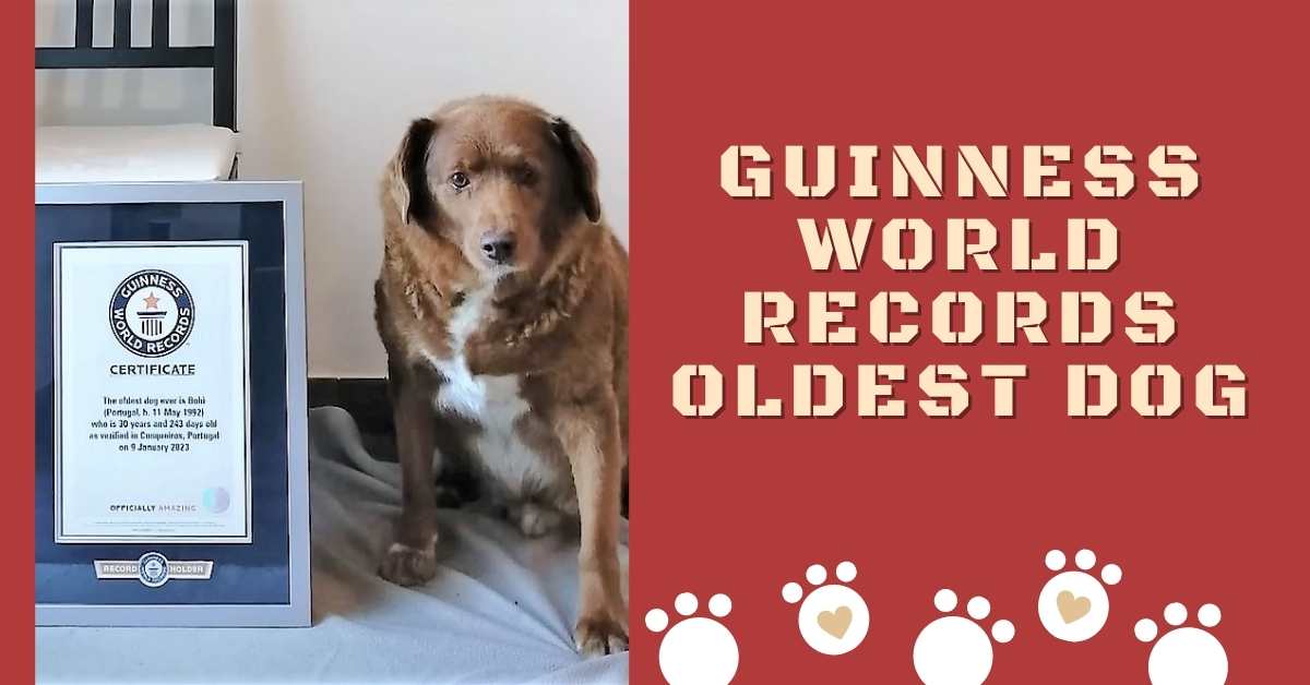 Guinness World Records Oldest Dog