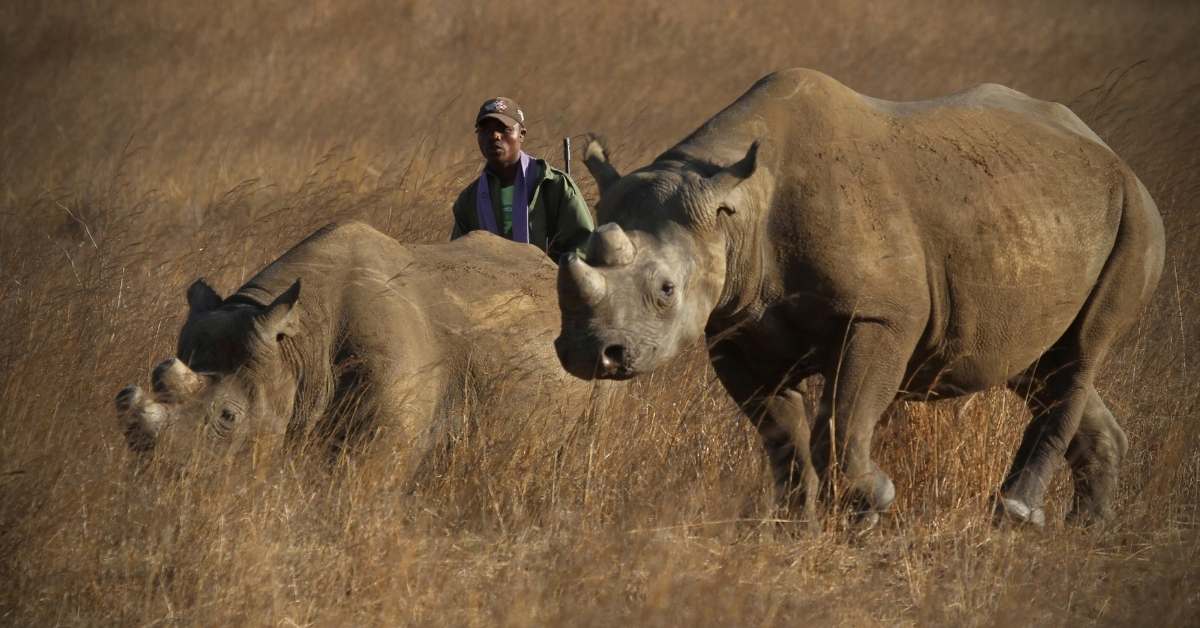 namibia rhino poaching