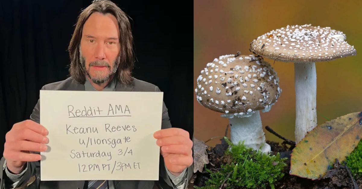 Scientists Named a Deadly Fungi After Keanu Reeves