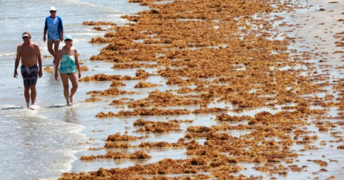 sargassum seaweed blob florida