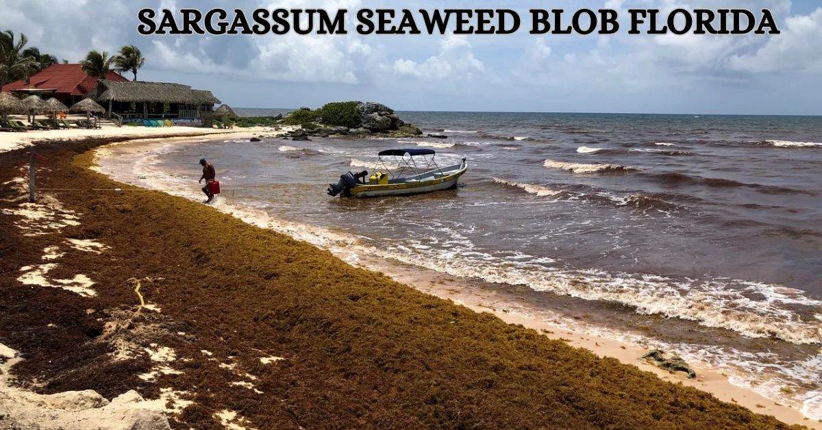 sargassum seaweed blob florida