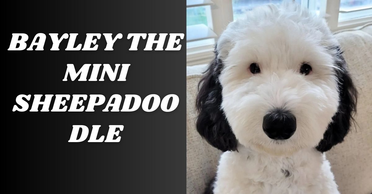 Bayley the Mini Sheepadoodle