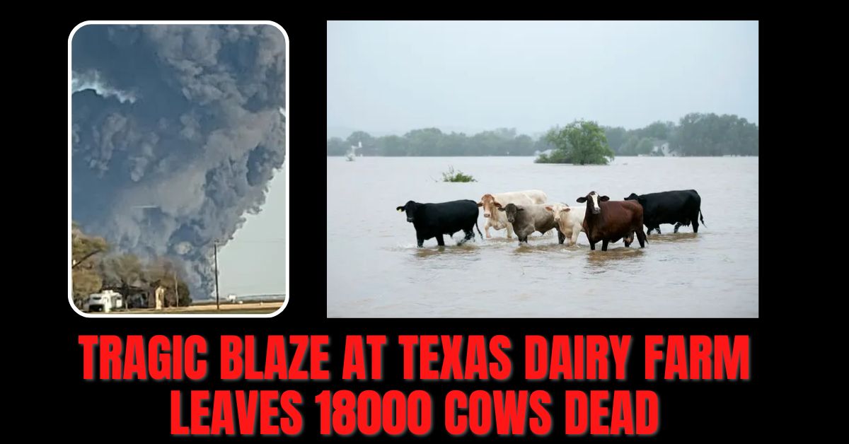 Tragic Blaze at Texas Dairy Farm Leaves 18000 Cows Dead