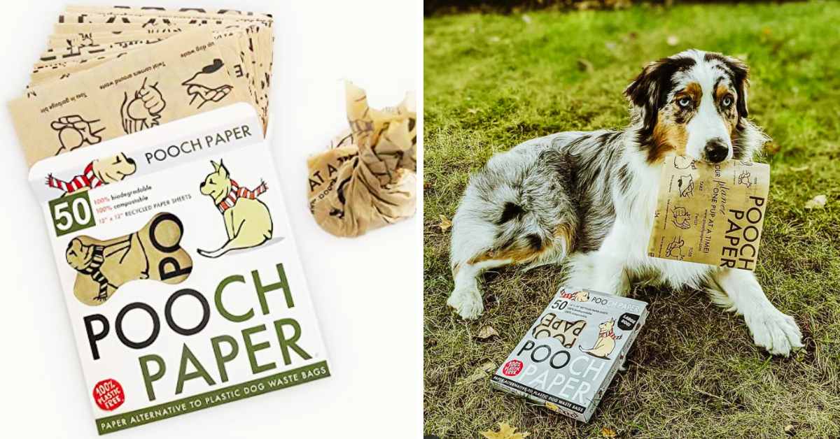 Pooch Paper Net Worth