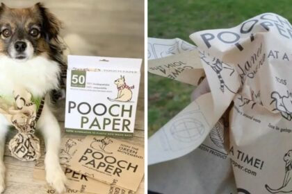 Pooch Paper Net Worth