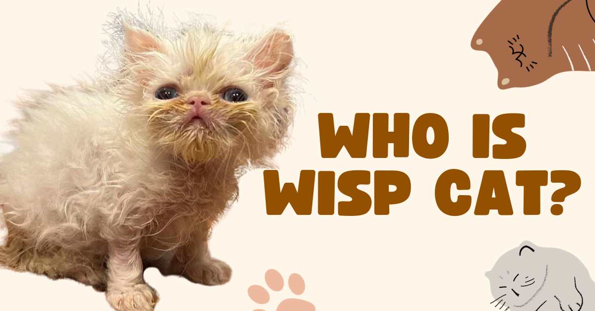 Who is Wisp Cat