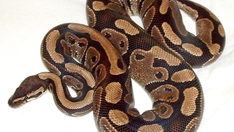 A coiled ball python with brown and tan markings on a white background