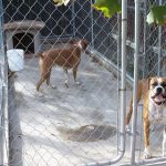 Two boxer dogs in a chain-link kennel run