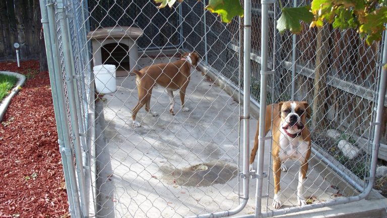 Two boxer dogs in a chain-link kennel run