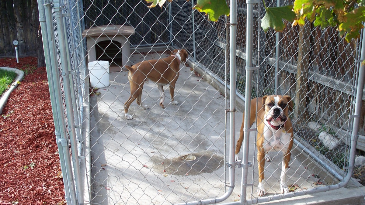 Two boxer dogs in a chain-link kennel run