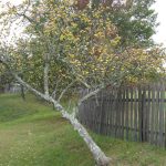 A leaning apple tree heavy with small yellow-green fruit beside a weathered wooden picket fence on a grassy hillside