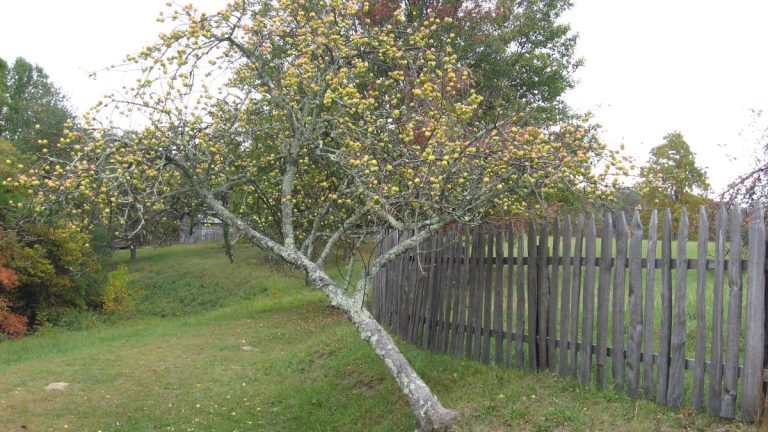 A leaning apple tree heavy with small yellow-green fruit beside a weathered wooden picket fence on a grassy hillside