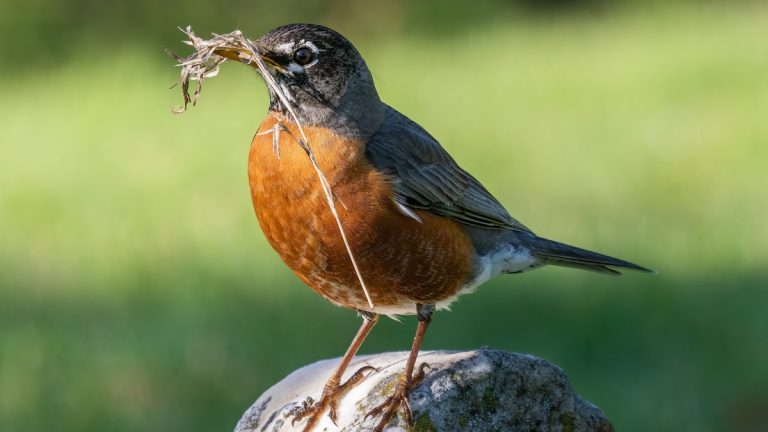 An American robin holding dry grass in its beak