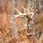 A white-tailed buck with a large rack lowers its head among bare trees and dry autumn grass