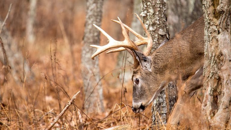 A white-tailed buck with a large rack lowers its head among bare trees and dry autumn grass