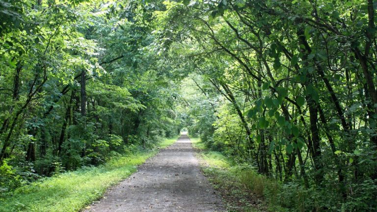 A gravel trail through green woods at Wilderness Road State Park
